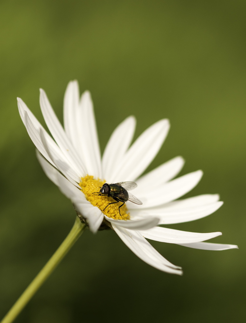animal, white flower, las, photographyt, summer, macro, 90mm, bottlefly, 2K, flower, plant, insect, nature, fly, photography, closeup, flickr, close-up