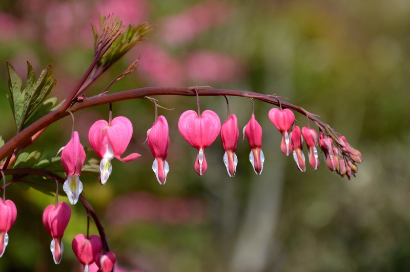 shallow focus, Petals, Botany, Calderdale, Asia, nature, UK, Bloom, flower Head, red, 4K, Lamprocapnos, photography, shallow, Bleeding Heart, focus, Outdoor