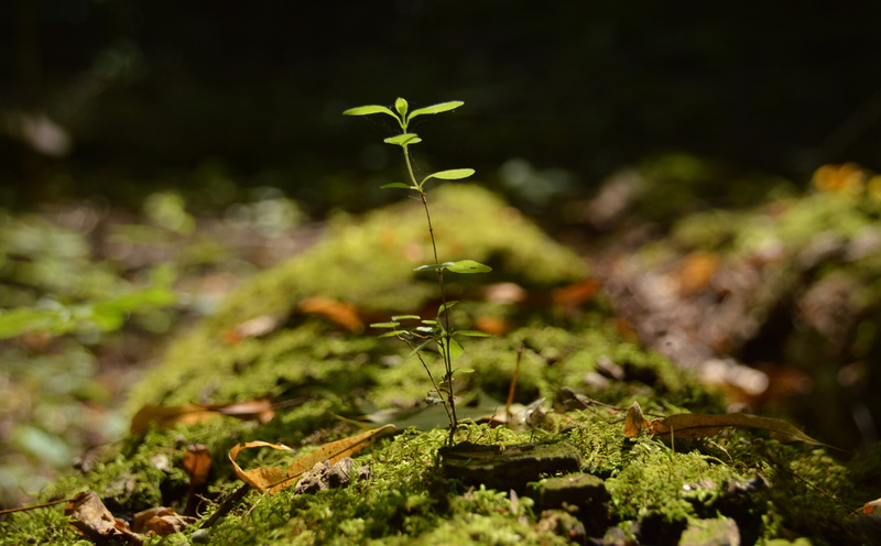 d3200, plant, 5K, nikon, Macro, Aero