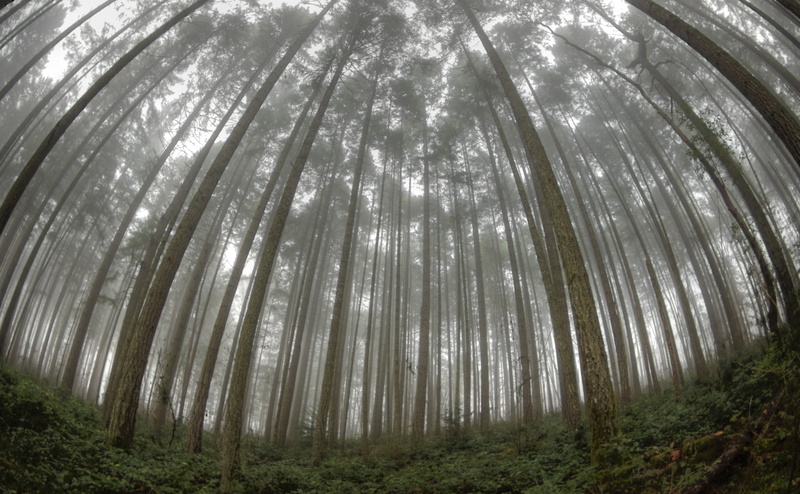 Forest, non-urban scene, Canada, trunk, no people, Fisheye, westwood, Pentax, land, outdoors, tree trunk, Dome, bamboo - plant, woodland, Misty, beauty in nature