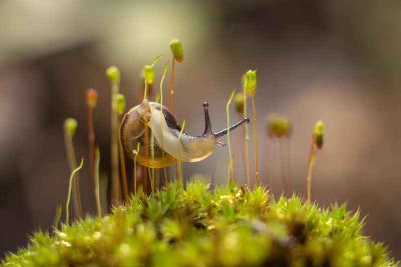 Workout, snail, 2K, close up photography, close, 10mm, nature, Sony A6000, plant, moss, sel50f18, Extension Tube, photography, green Color, macro, close-up