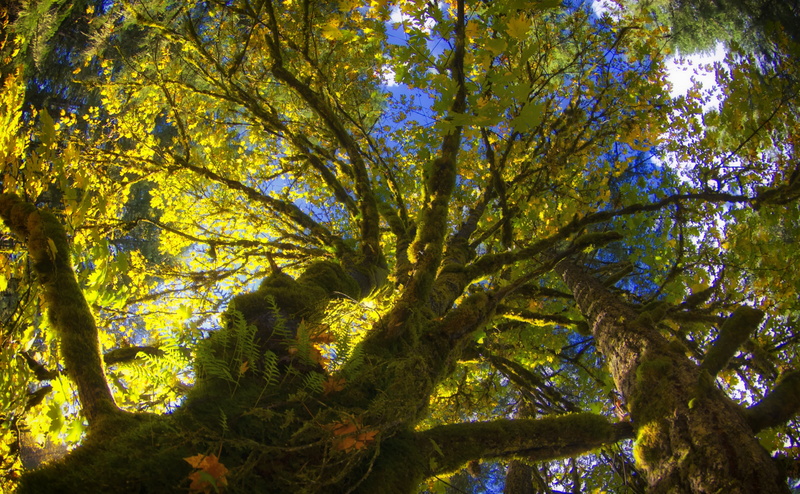trunk, 10mm, plant, Fisheye, leaf, low angle view, 4K, sunlight, tree trunk, plant part, green color, Valley, change, cowichan, beauty in nature, Vancouver
