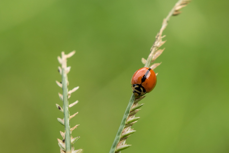 red, closeup, nature, Sony A6000, Ladybird, Spotless, closeup photography, Insect, brown, Ladybug, Outdoor, leaf, beetle, Extension Tube, 10mm, macro, close-up