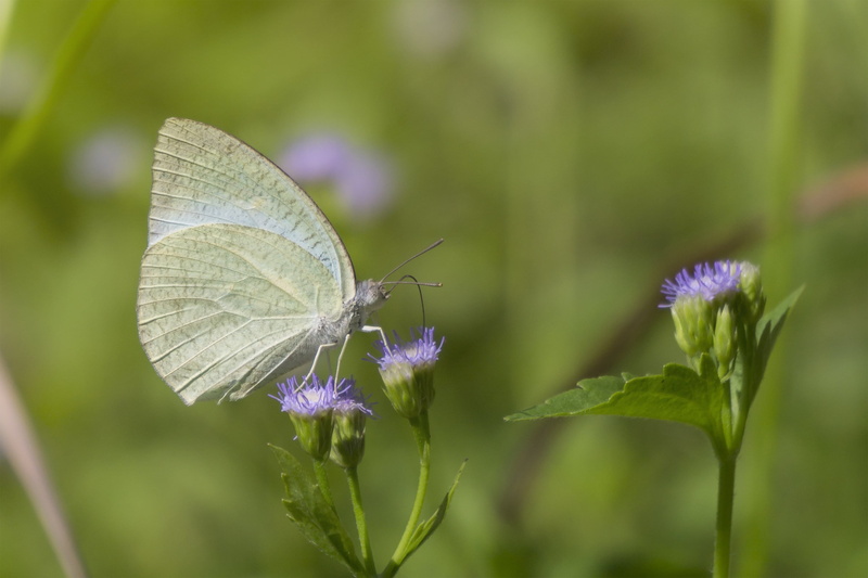 sel55210, photography, Mottled Emigrant, animal, animal planet, nature, close-up, beauty In Nature, butterfly, Insect, 10mm, summer, Sony A6000, butterfly  butterfly