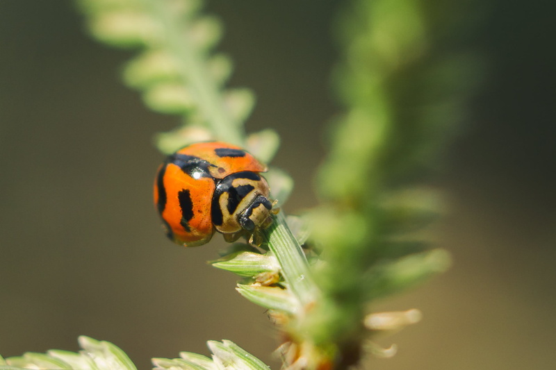 nature, animal planet, beetle, Sony A6000, Extension Tube, plant, sel50f18, Outdoor, ladybug, photography, green Color, 1080P, Ladybird, 10mm, focus, wildlife