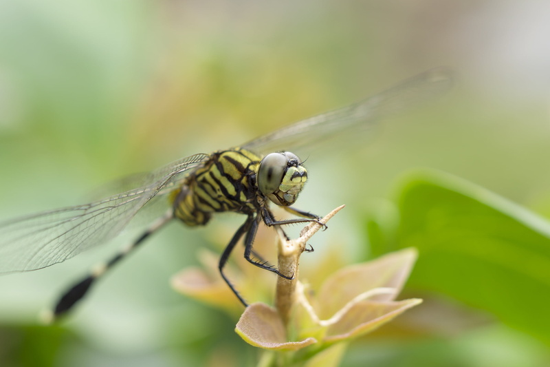 Odonata, leaf, Extension Tube, 2K, macro, Dragonfly, selective, close-up, animal, photography, animal planet, 10mm, insect, selective color photography