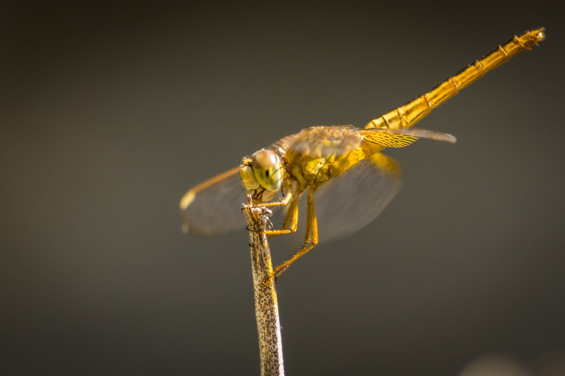 close up, 10mm, brown, sony  A6000, dragon, animal, Insect, Extension Tube, 2K, sel55210, Dragonfly, close-up, macro, yellow, fly, fly on, nature, Outdoor