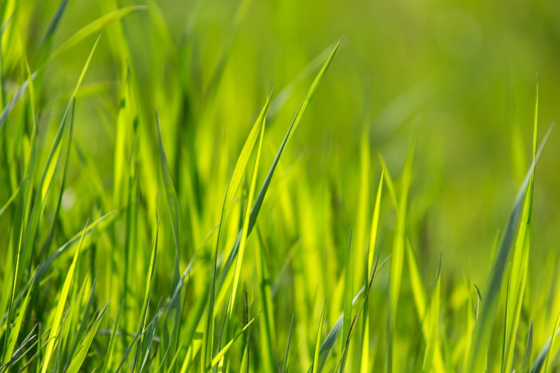 full frame, outdoors, no people, backgrounds, plant, green, environment, grass, land, landscape, blade of grass, crop, hayfield, rural scene, day, beauty in nature