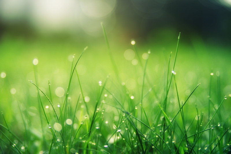 sun, drop, plant, garden, selective focus, growth, water, day, photo, land, lush, green, environment, summer, raindrop, nature, lawn, 5K, hayfield, flora