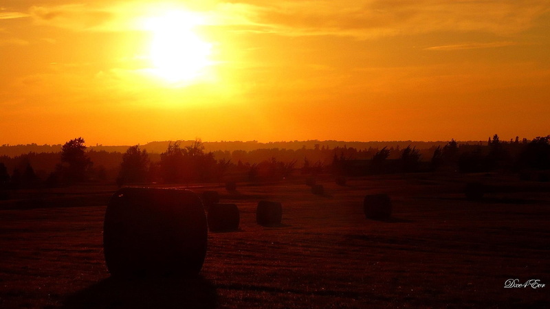 washington, 3d and abstract, farm, 1080P, country, sunset, widescreen, hayfield, field