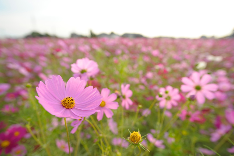 plant, Nikon  D3S, Aichi, field, Sigma, daytime, 4K, beauty In Nature, nature, Cosmos, meadow, RF, DG, Anjo, flower, bloom, Aspherical, summer, cosmos Flower
