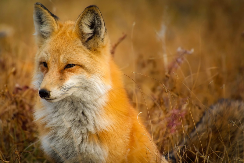 nature, little, mammal, canine, no people, vertebrate, day, animal, fox, portrait, looking, close-up, macro, one animal, animal head, landscape, sunlight