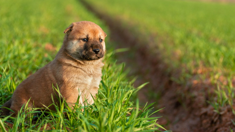 dog, pets, park, cute, close, portrait, animal themes, green color, hayfield, day, profile view, greenery, field, green, domestic animals, looking, no people