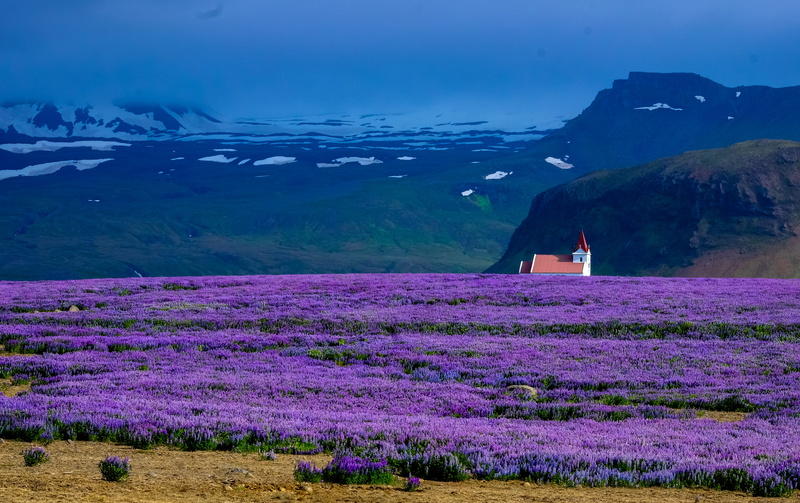 field of flowers, hill, landscape, summer, house, beauty in nature, field, farm, rural, 4K, scenics - nature, outdoors, rural scene, snow, winter, purple