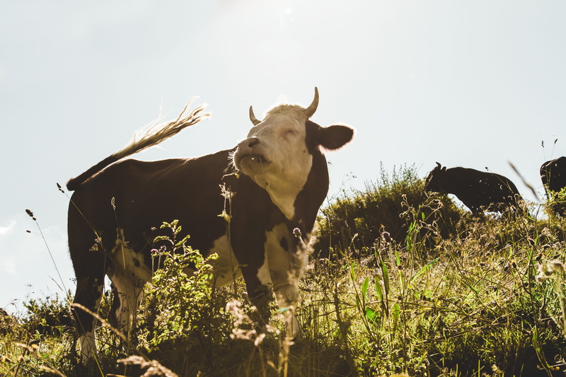 pasture, farmland, domestic, no people, herbivorous, grassland, animal themes, livestock, beautiful, agriculture, animal, white, field, green, vertebrate