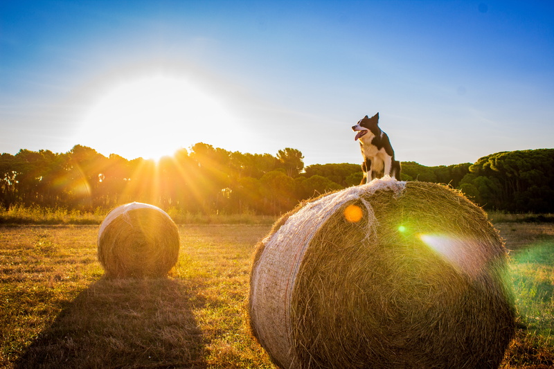 gold Colored, hayfield, ray, landscaped, blue, happiness, working dog, tree, cheerful, straw, sunlight, round, autumn, pet, 5K, dog, farm life, harvesting