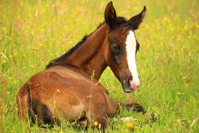 stallion, meadow, day, vertebrate, herbivorous, animal wildlife, animal, Foal, mammal, livestock, farm, plant, hayfield, nature, horse, mare, grassland