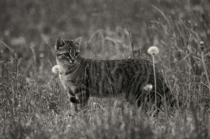 looking, domestic animals, selective focus, cat, tabby, kitten, whisker, feline, animal themes, flin, field, hayfield, one animal, plant, kitty, animalier
