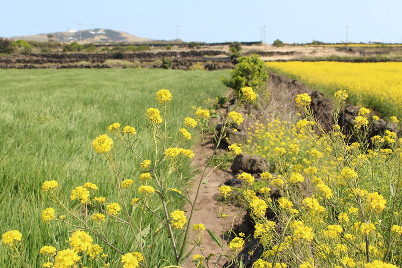 flowering plant, jeju, scenics - nature, nature, oilseed rape, farm, flower head, environment, s, 5K, growth, tranquil scene, hayfields, flower, rural scene