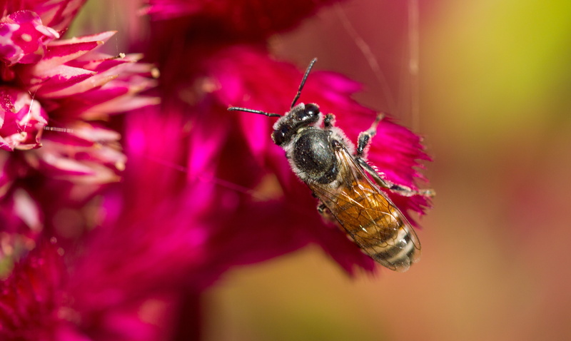 unlimited, photo, D3200, DepthOfField, Happy, weekend, Nikon, tilt, Macro Lens, shift, 5K, tilt shift lens, Venus, Iowa 60, Nature, Bokeh, lens, Flowers