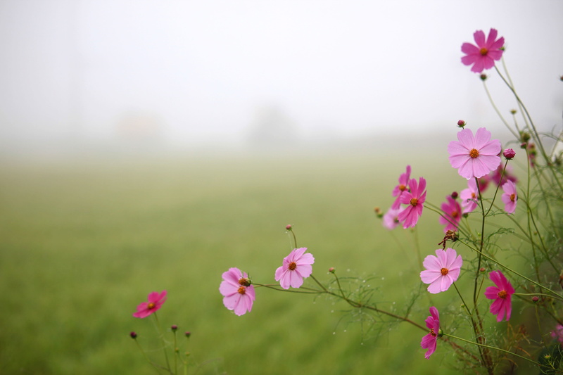 rural areas, plant, autumn, growth, hayfields, land, flowers, in autumn, rural, day, outdoors, petal, springtime, no people, fog, close-up, plants, 5K