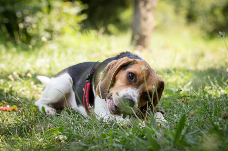 breed, pet, animal photography, small, relaxation, domestic animals, cute, domestic, one animal, canine, lying down, 5K, hound, fur, plant, sit, portrait