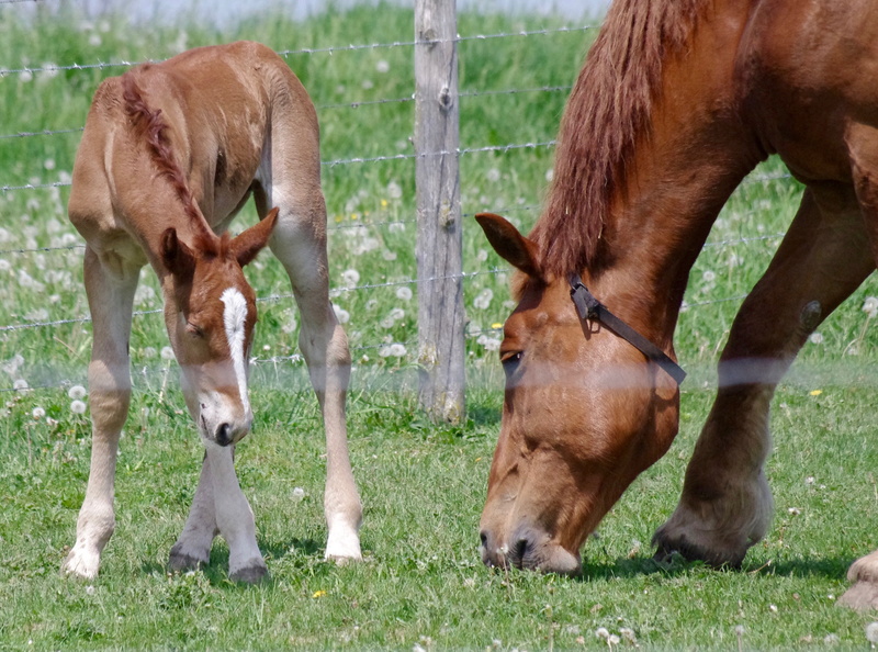 wire fence, 2K, nature, grassland, grass, domestic, barrier, mammals, barb wires, domestic animals, pony, runner, stallion, equestrian, outdoors, vertebrate