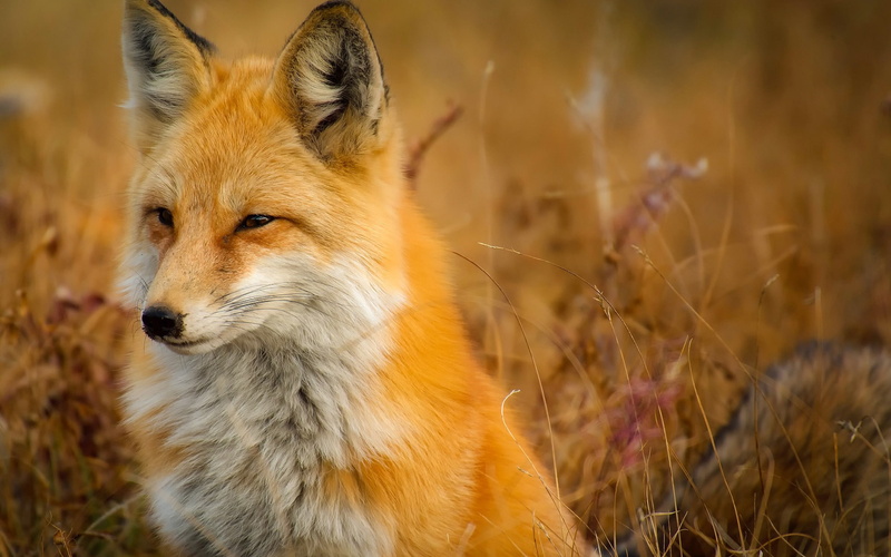 one animal, dog, pets, survival, outdoors, high, day, no people, animal head, canine, sunlight, wa, portrait, fur, vertebrate, close-up, 1080P, fox, nature