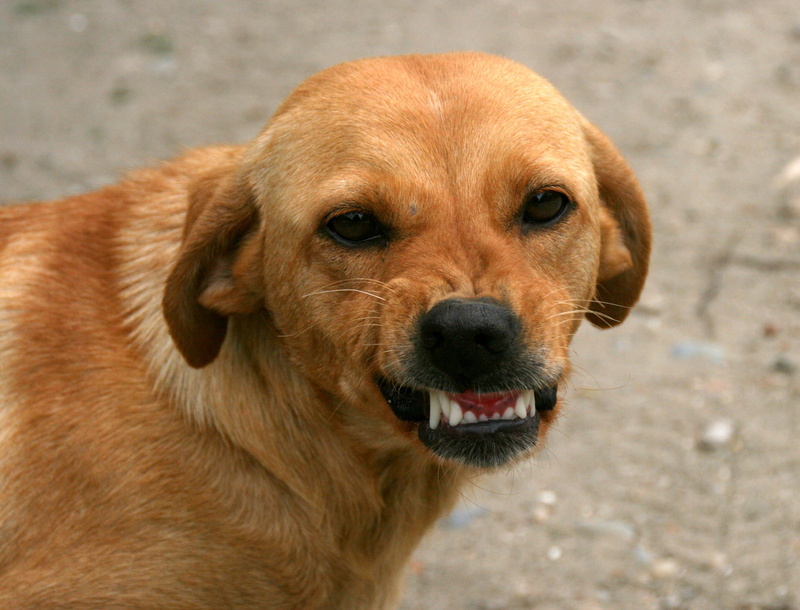 retriever, brown, pets, canine, red, mammal, snout, dog, day, animal themes, animal, focus on foreground, looking at camera, close-up, facial expression