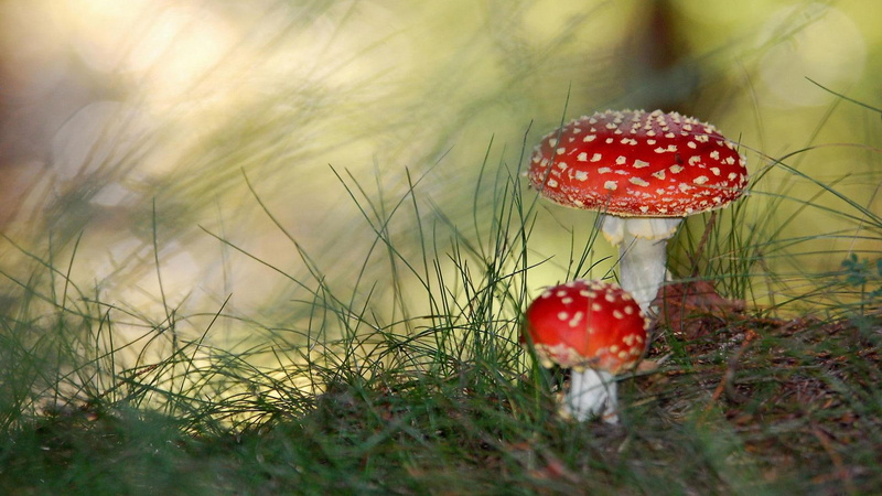 mushrooms, small, flowers, 1080P