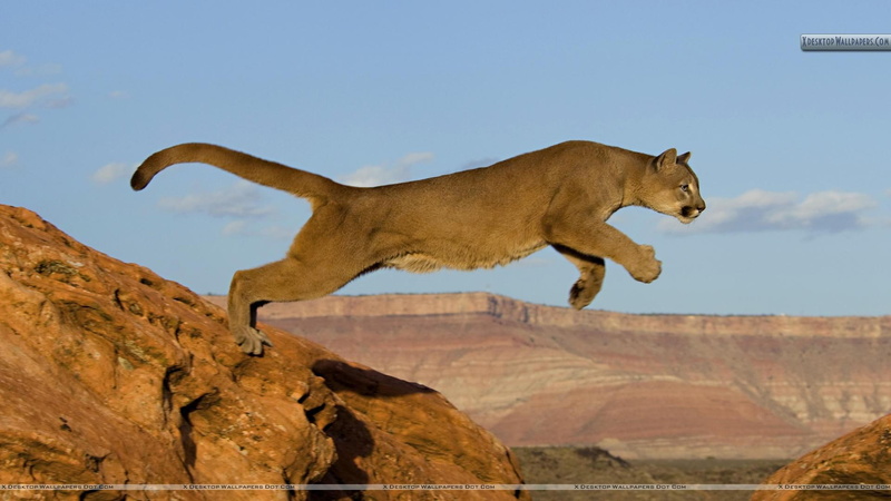 animals, nature, jasnas, mountain lion, 1080P, puma, leaping, cougar
