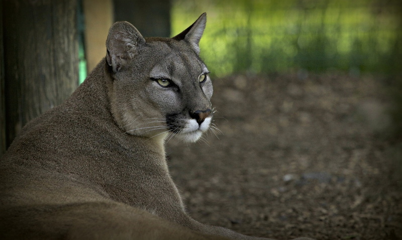 puma, focus on foreground, domestic animals, carnivore, animals In The Wild, looking away, nature, animal, close-up, mountain lion, profile view, wolf