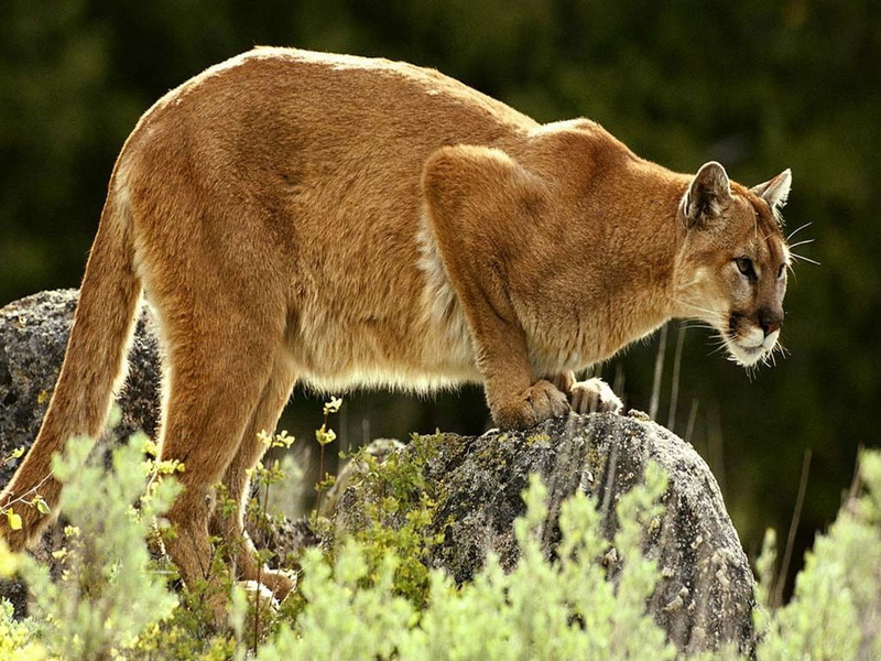 animals, nature, puma, cat, cougar, 480P, big cat, mountain, art, big, hd, Lion