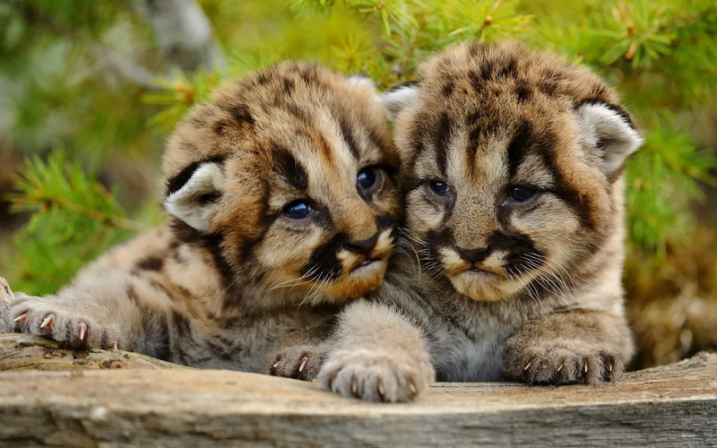 wildcat - Animal, fur, looking, no People, forest, lying Down, whisker, animal family, brown, big Cat, wildlife, beauty In Nature, animals And Pets, carnivore