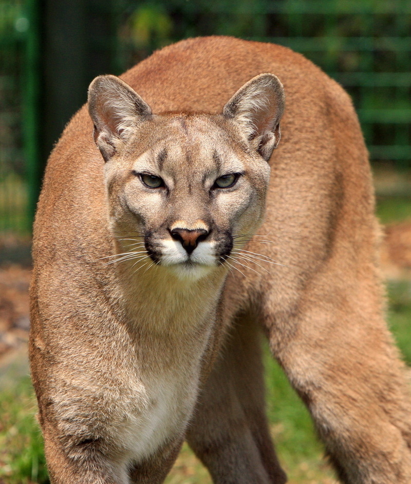no people, lioness, mountain lion, portrait, elegant, focus on foreground, one animal, animal, cat, mammal, outdoors, day, puma concolor, animal wildlife