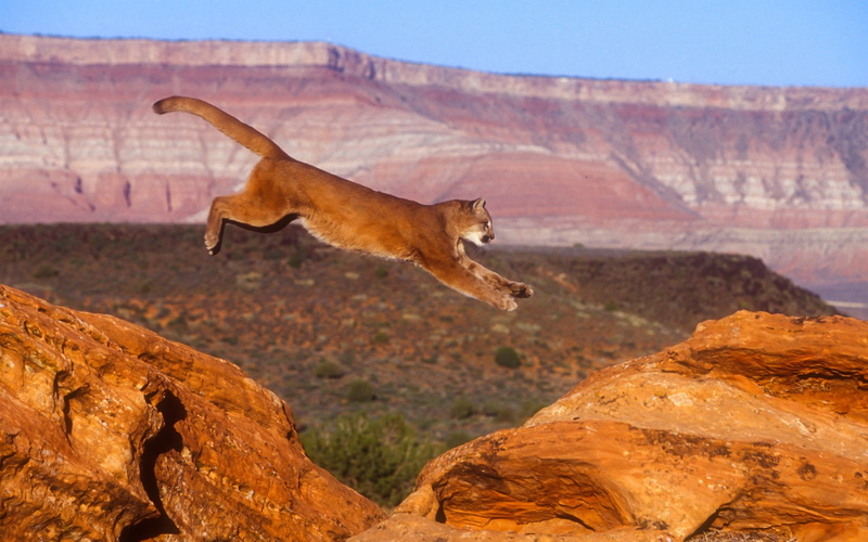 Puma, 1080P, Lion, Jump, cougar, Mountain