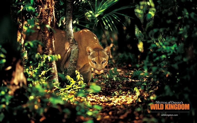 puma, jungle, 1080P
