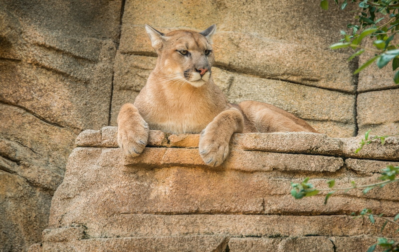 architecture, animal, lioness, wall, cougar, animal themes, mountain lion, animals In The Wild, feline, relaxation, looking, vertebrate, pets, no people