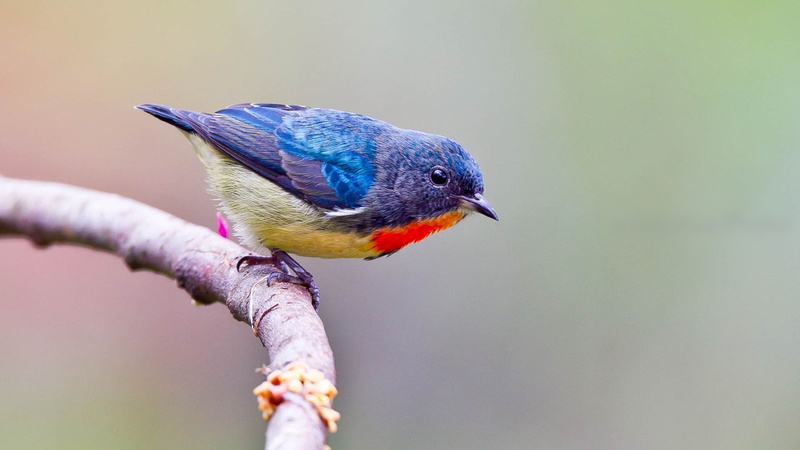 vertebrate, plant, multi colored, tree, animals in the wild, branch, twigs, rainbow lorikeet, animal, animals, full length, one animal, day, bird, animal themes