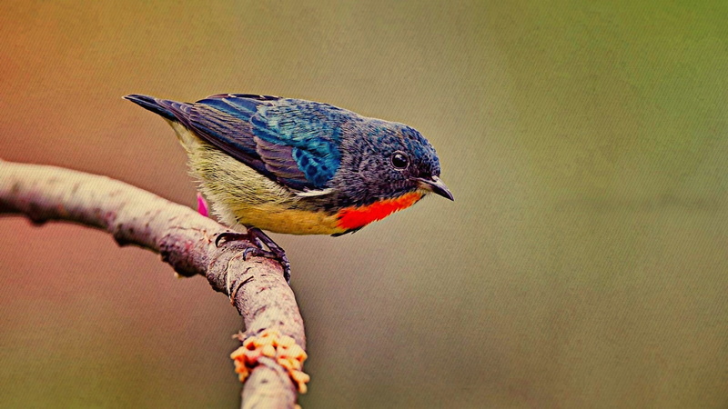vertebrate, one animal, 1080P, full length, day, twigs, animal wildlife, focus on foreground, perching, birds, outdoors, branch, bird, animals in the wild