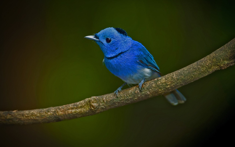 close-up, animals, birds, animal wildlife, 1080P, twigs, tree, twig, plant, animal, blue, perching, outdoors, beauty in nature, branch, vertebrate, full length