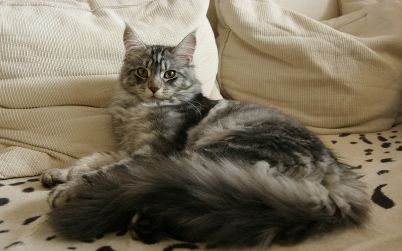 cute, chilling, bed, maine, coon, cat, 2K, maine coon