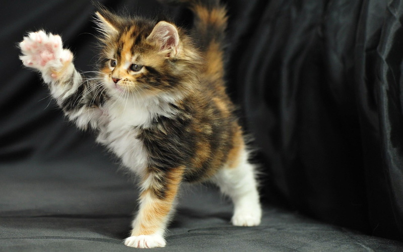 stunning, kitten, kitty, beautiful, cute, nice, tiger, maine coon kitty, awesome, amazing, wonderful, maine, 1080P, coon
