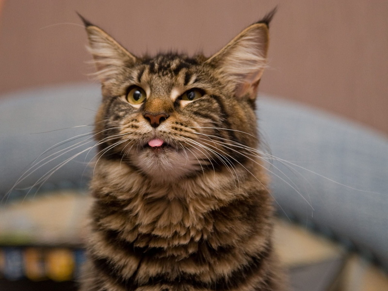 brown, gray, portrait, coon, human Face, focus on foreground, vertebrate, domestic Cat, domestic Animals, tabby, 1080P, cute, fur, mammal, feline, paw