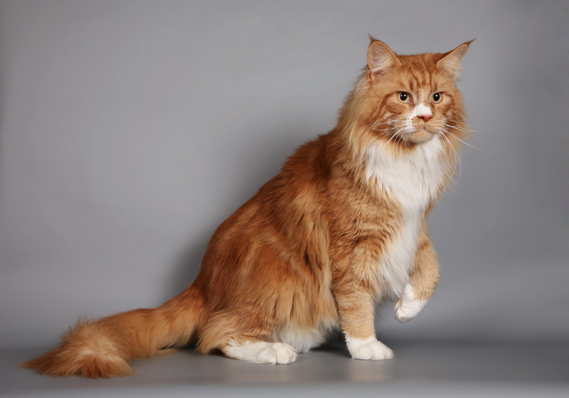 maine coon, 2K, orange, looking, maine, studio Shot, coon, cat, fluffy, fur, animal, pets, domestic, mammal, whisker, portrait, kitten, indoors, thick