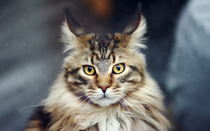cat, coon, jinx, maine coon, 2K, beautiful, close up, maine