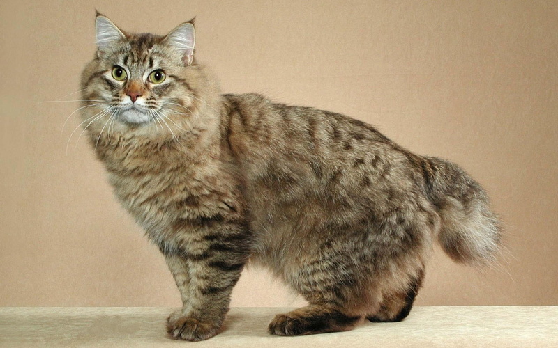 profile look, cat, cute, big, 1080P, maine coon, coon, maine