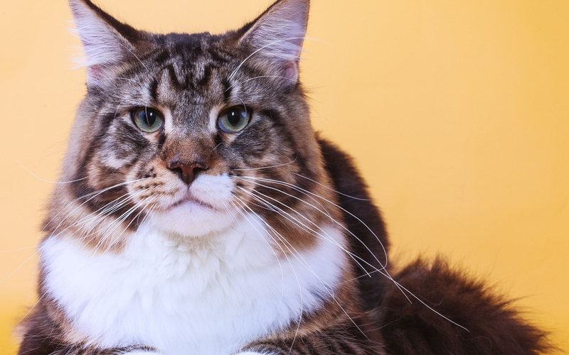 coon, gorgeous, close, maine, maine coon, cat, jinx, 2K