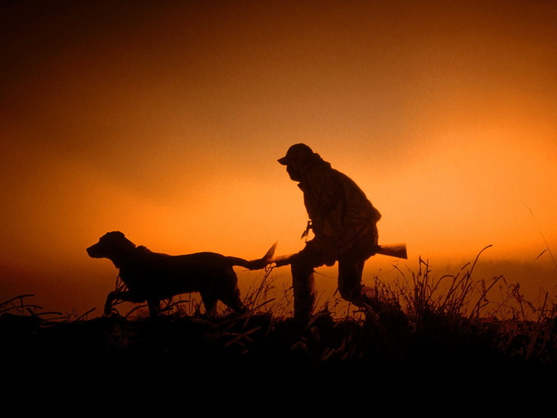 mammal, animal wildlife, orange color, vertebrate, outdoors, plant, silhouette, domestic animals, nature, people, animals in the wild, hunting, sky, man