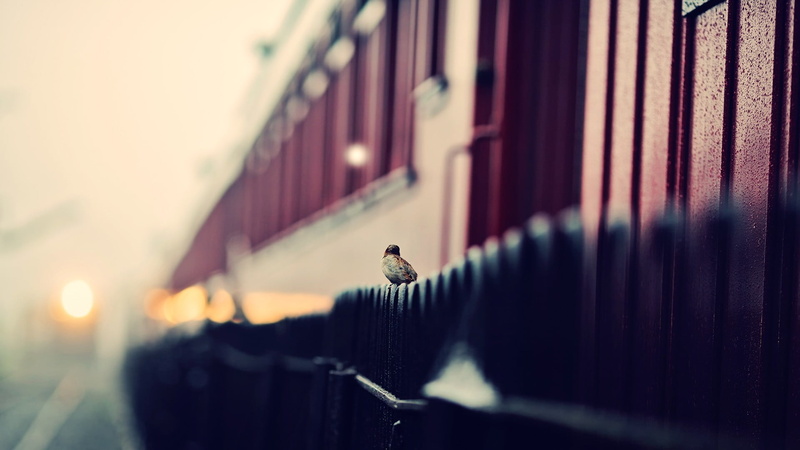 bokeh, 1080P, vertebrate, cultures, architecture, close-up, animals, old-fashioned, depth of field, perching, in A Row, animal, retro Styled, brown, day